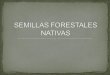 semillas forestales nativas