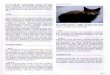 Encyklopedie koček 2.část