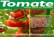 Pasos para siembra de tomate