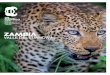 Zambia, el hogar del leopardo