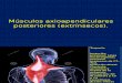 Presentacion Musculos Extrinsecos Axioapendiculares
