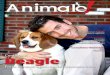 Animale Beagle
