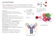 Proteínas y Ácidos Nucleicos