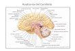 Anatomía Del Cerebelo