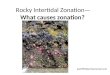 Rocky Intertidal Zonation— What causes zonation? jsy4990@embarqmail.com