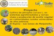 Proyecto Cultivo de Jatropha curcas L. en sistemas agroforestales y cercas vivas y producción de aceite vegetal en comunidades rurales vulnerables de alta