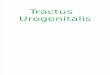 Tractus Urogenitalis Dr Sani