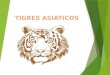 Tigres Asiaticos