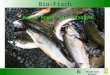 Biozentrum Kärnten Bio-Fisch Keine Angst vor Schuppen