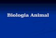 Biologia Animal. A Zoologia (zoon=animal; logos=estudo), estuda o Reino Animal, também denominado Metazoa ou Animallia. Neste reino, estão classificados