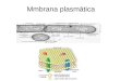 Mmbrana plasmática A membrana é um collage de proteinas e outras moléculas inseridas numa bicamada lipídca Fluído extracelular Colesterol?? Citoplasma