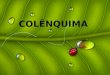 COLÊNQUIMA. A palavra Colênquima é derivada da palavra grega colla, que significa cola ou substâncias glutinosa, referindo-se ao espessamento fino e brilhante