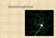 Bioeletrogênese. Bioeletrogênese Comunicação entre as células é feita através de impulsos elétricos (potencial de ação) Bioeletrogênese Comunicação entre