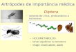 Artrópodes de importância médica Diptera – vetores de vírus, protozoários e helmintos – HOLOMETÁBOLOS – larvas aquáticas ou terrestres – imago: inseto