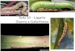 Aula 10 – Lagarta Elasmo e Gafanhotos. LAGARTA ELASMO Elasmopalpus lignosellus - A lagarta elasmo ou broca do colo é potencialmente importante na formação