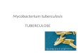 Mycobacterium tuberculosis TUBERCULOSE. Espécies de relevância médica - Mycobacterium tuberculosis Tuberculose no homem - Mycobacterium bovis Tuberculose