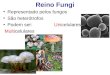 Reino Fungi Representado pelos fungos São heterótrofos Podem ser: Unicelulares Multicelulares