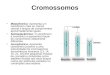 Cromossomos Metacêntrico: Apresenta um centrômero mais ou menos central e braços de comprimentos aproximadamente iguais. Submetacêntrico: O centrômero