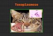 Toxoplasmose. Definição : Zoonose transmitida por um protozoário que desenvolve parasitismo intracelular e com grande frequência na população humana sob