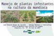 Manejo ambientalmente correto de plantas infestantes no preparo primário do solo para o plantio da mandioca  Plantas infestantes e o acúmulo de matéria