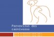 Parvovírus dos carnívoros CPV-01 ou Parvovírus canino tipo 1 CPV-02 ou Parvovírus canino tipo 2