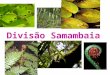 Divisão Samambaia Introdução As samambaias são um grupo de vegetais vasculares divididos em raiz, caule e folhas. Primeiro grupo vegetal vascularizado