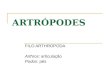 ARTRÓPODES FILO ARTHROPODA Arthros: articulação Podos: pés