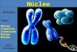 Biologia Temas: Núcleo Cromatina Cromossoma Mitose Meiose Prof. SóstenesNúcleo