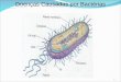 Doenças Causadas por Bactérias 1. Bactérias são organismos microscópicos unicelulares, procarionte (sem membrana nuclear) cujo tamanho varia de 0,15 a