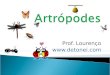 Prof. Lourenço  6/9/2015 Artrópodes Principais características Apêndices articulados; Exoesqueleto de quitina; Sofrem muda (ecdise);