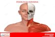 FISIOLOGIA HUMANA Fisiologia Humana Prof. Dr. Rogaciano Batista