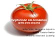 Septoriose em tomateiro (pinta-preta-pequena) João Vitor Nogueira Aquino Filipe Tassio Netto Ricardo Barossi Ludwig