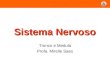 Sistema Nervoso Tronco e Medula Profa. Mirelle Saes