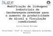 Modificação de linhagens industriais de Saccharomyces cerevisiae para o aumento da produtividade de álcool e floculação condicional Silvia Kazue Missawa