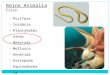 Reino Animalia Filos: -Porífera -Cnidária -Plantyhelminthes -Nematoda -Mollusca -Annelida -Artropoda -Equinodermata -Cordata