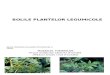 Bolile Plantelor Legumicole - Prezentare