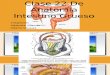 Clase de Anatomía intestino grueso