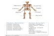 Examen Anatomia - 100