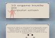 10 Organe Inutile Ale Corpului Uman