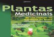 Plantas Medicinais - Uso Comum No Nordeste