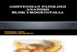 Asistensian Patologi Anatomi Urogenitalia 2012