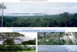 Apicultura y Medioambiente - Alto Amazonas