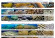 guía de identificación de corales