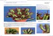Euphorbia Enopla