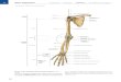 le ossa dell'arto superiore