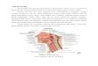Anatomi Faring, Laring, Tonsil