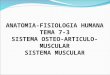 7 3 Sistema Osteoarticulo Muscular Musculo