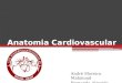 Anatomia Cardiovascular - LAC