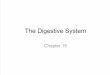 Ch 15 the Digestive System