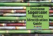 Pub 3056 Sugarcane Id Guide